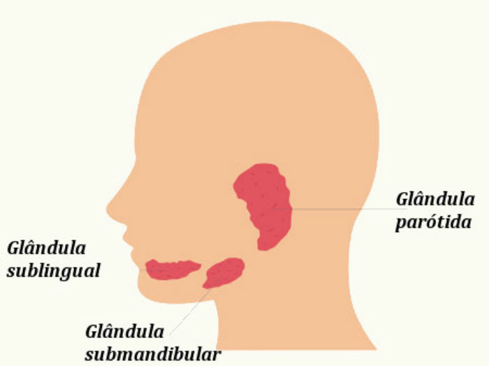 Glandula Parotida - Caxumba: Sintomas, Transmissão, Tratamento e Prevenção