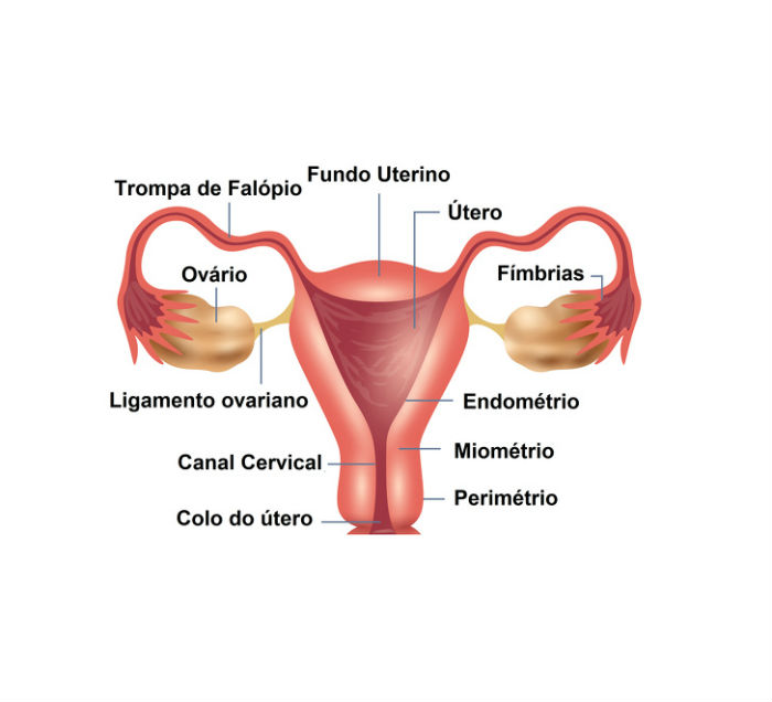 Ovarios - O Que É Endometriose, Quais Seus Sintomas e o Tratamento