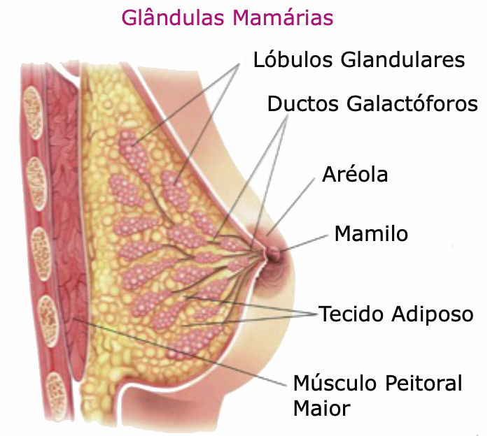 glandula mamaria blog2 - Câncer de Mama: Incidência, Tipos, Fatores de Risco e de Prevenção